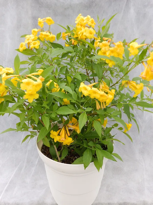 Yellow_Tecoma_Live_Plant_Default_Title
