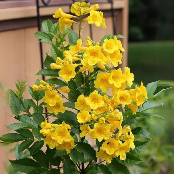 Yellow_Tecoma_Live_Plant_Default_Title
