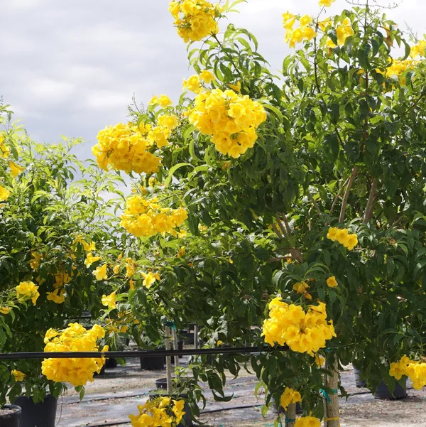 Yellow_Tecoma_Live_Plant_Default_Title