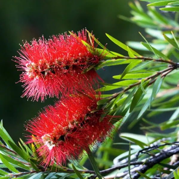 Bottle_Brush_Melalueca_Sapling_Plant_Default_Title