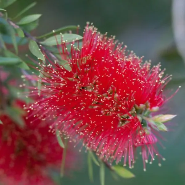 Bottle_Brush_Melalueca_Sapling_Plant_Default_Title