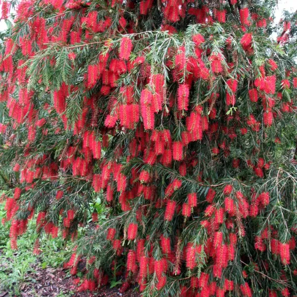 Bottle_Brush_Melalueca_Sapling_Plant_Default_Title