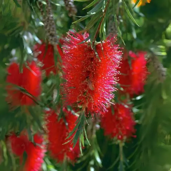 Bottle_Brush_Melalueca_Sapling_Plant_Default_Title