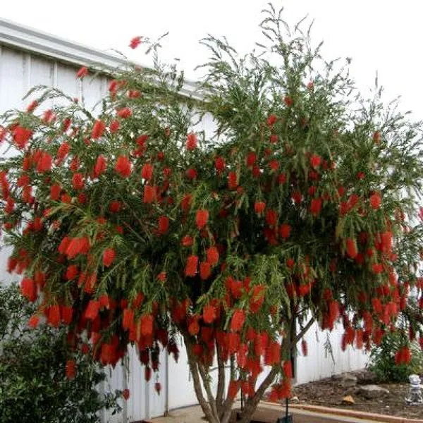 Bottle_Brush_Melalueca_Sapling_Plant_Default_Title
