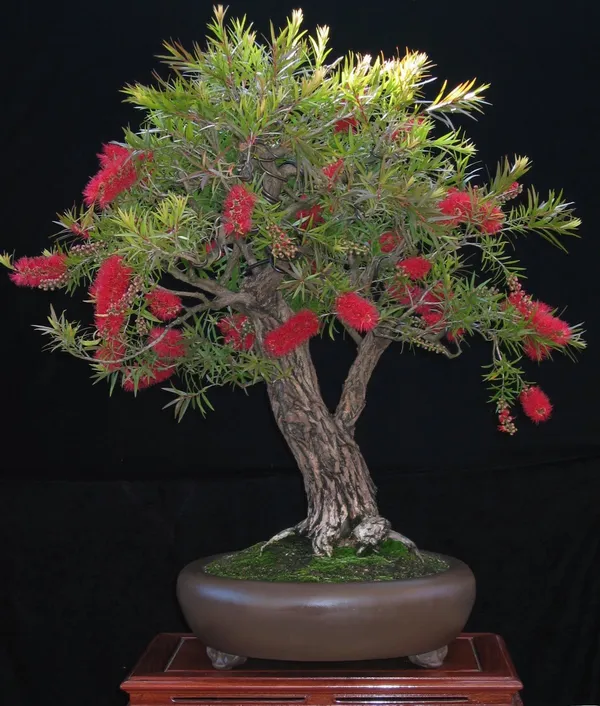 Bottle_Brush_Melalueca_Sapling_Plant_Default_Title