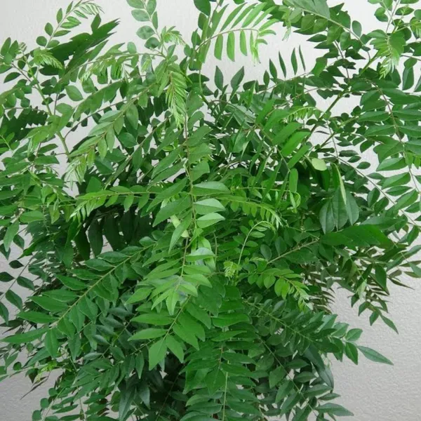 Kari_Patta_Live_Plant_Default_Title