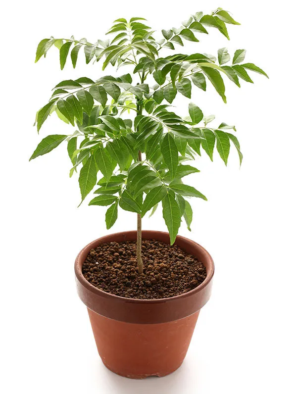 Kari_Patta_Live_Plant_Default_Title
