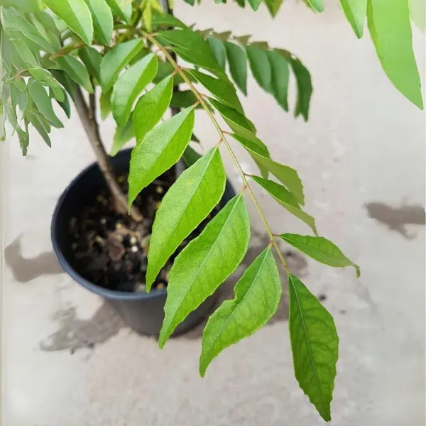 Kari_Patta_Live_Plant_Default_Title