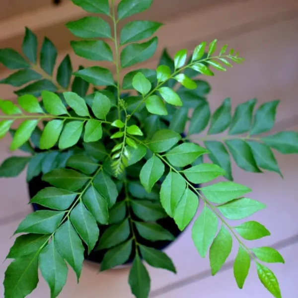 Kari_Patta_Live_Plant_Default_Title