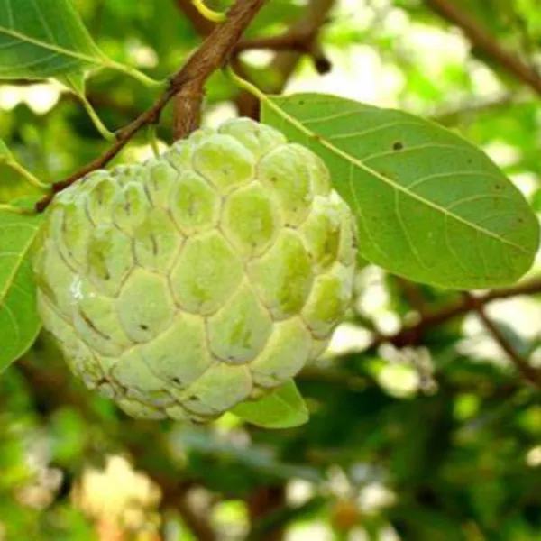 Golden_Sitafal_Live_Plant_Default_Title