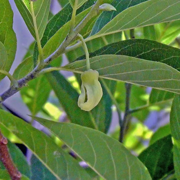 Golden_Sitafal_Live_Plant_Default_Title