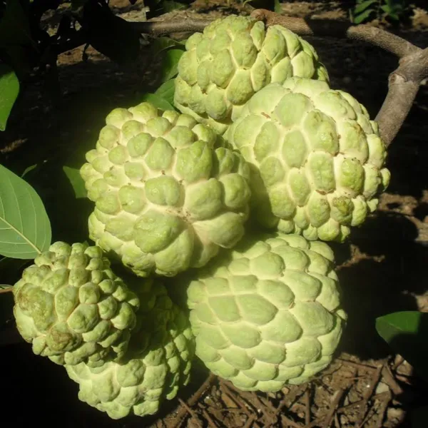 Golden_Sitafal_Live_Plant_Default_Title
