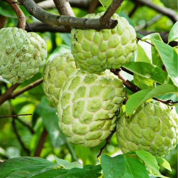 Golden_Sitafal_Live_Plant_Default_Title
