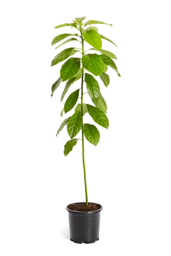 Avocado_Fruit_Plant_Grafted_Healthy_Greenish_Purple_Avacado_Plant_Default_Title