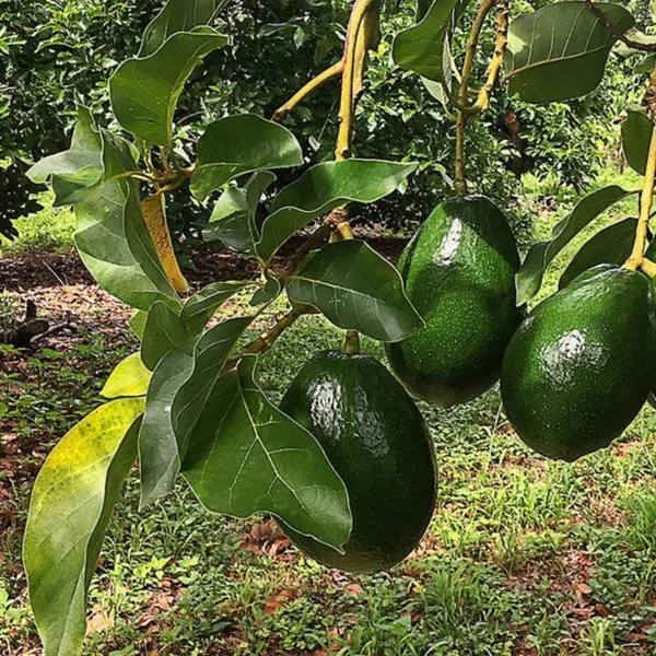 Avocado_Fruit_Plant_Grafted_Healthy_Greenish_Purple_Avacado_Plant_Default_Title