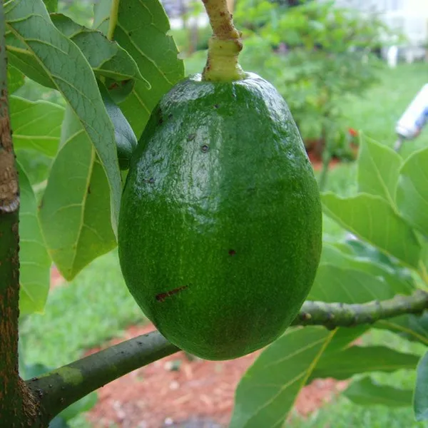 Avocado_Fruit_Plant_Grafted_Healthy_Greenish_Purple_Avacado_Plant_Default_Title