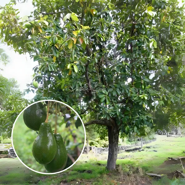 Avocado_Fruit_Plant_Grafted_Healthy_Greenish_Purple_Avacado_Plant_Default_Title