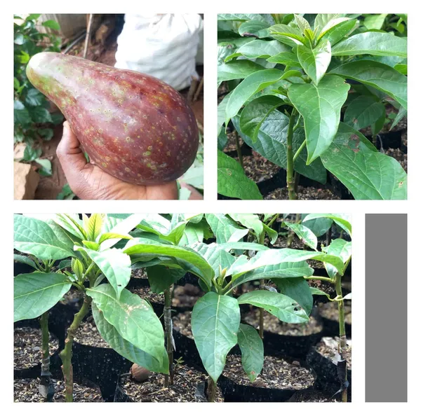 Avocado_Fruit_Plant_Grafted_Healthy_Greenish_Purple_Avacado_Plant_Default_Title