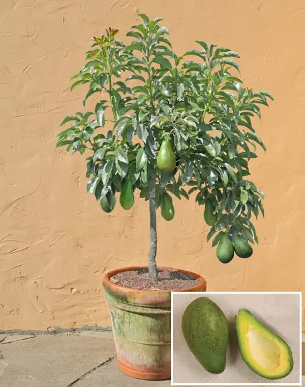 Avocado_Fruit_Plant_Grafted_Healthy_Greenish_Purple_Avacado_Plant_Default_Title