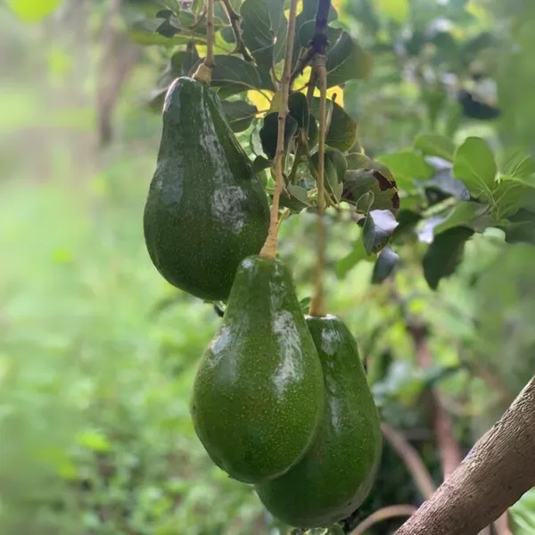 Avocado_Fruit_Plant_Grafted_Healthy_Greenish_Purple_Avacado_Plant_Default_Title