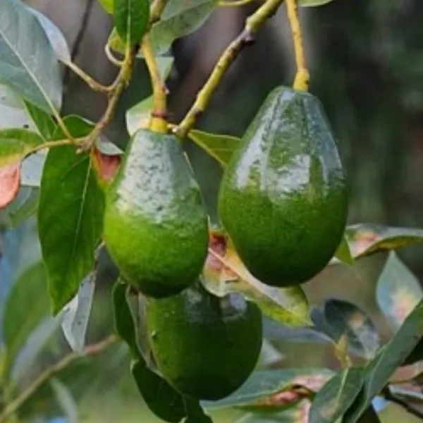 Avocado_Fruit_Plant_Grafted_Healthy_Greenish_Purple_Avacado_Plant_Default_Title