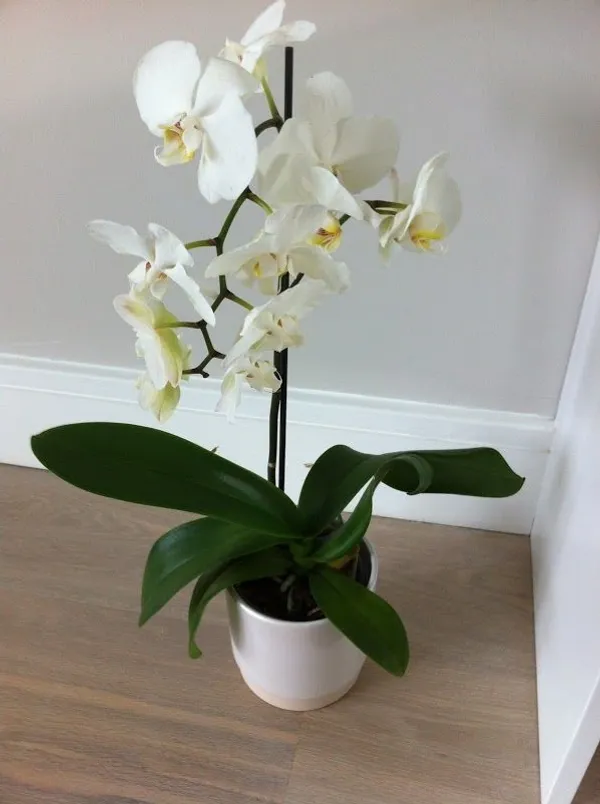Phalaenopsis_Small_Seedlings_Pack_Of_3_Default_Title