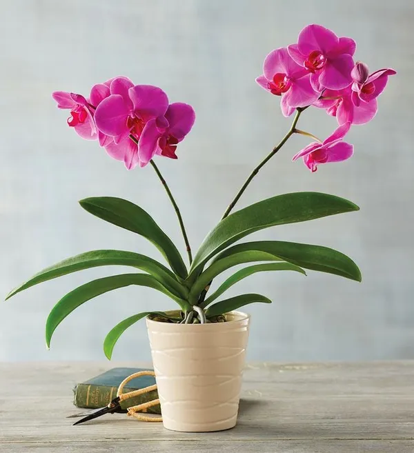 Phalaenopsis_Small_Seedlings_Pack_Of_3_Default_Title