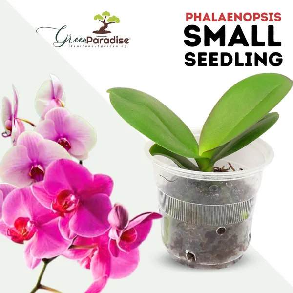 Phalaenopsis_Small_Seedlings_Pack_Of_3_Default_Title