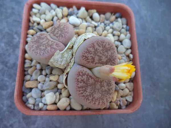 Lithops_Cactus_Live_Plant_Default_Title