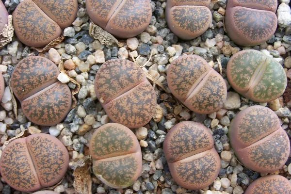 Lithops_Cactus_Live_Plant_Default_Title
