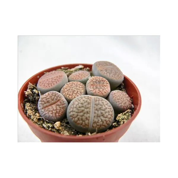 Lithops_Cactus_Live_Plant_Default_Title