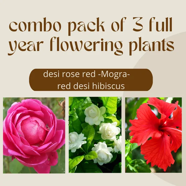 Combo_Pack_3_Full_Year_Flowering_Plants_Red_Desi_Rose_Mogra_And_Red_Hibiscuss_Plants_Default_Title