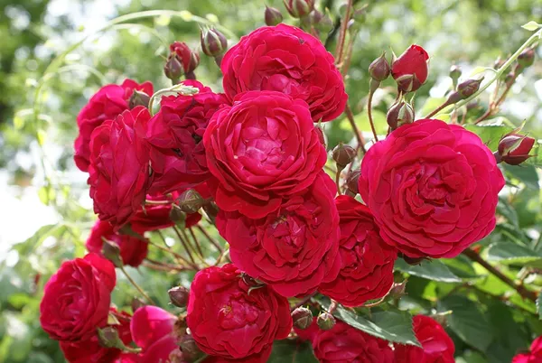 Combo_Pack_3_Full_Year_Flowering_Plants_Red_Desi_Rose_Mogra_And_Red_Hibiscuss_Plants_Default_Title