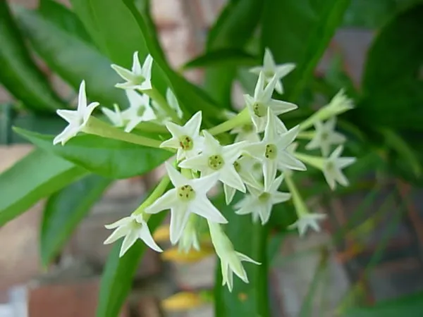 Combo_Pack_Of_3_Full_Year_Flowering_Fragrant_Plants_Default_Title