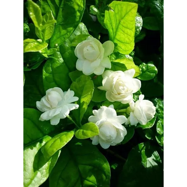 Combo_Pack_Of_3_Full_Year_Flowering_Fragrant_Plants_Default_Title