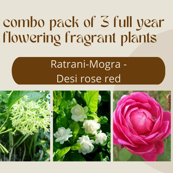 Combo_Pack_Of_3_Full_Year_Flowering_Fragrant_Plants_Default_Title