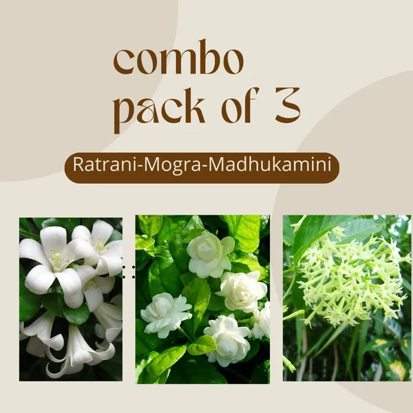 Ratrani_Mogra_Madhukamini_Combo_Pack_Of_3_Full_Year_Flowering_Fragrant_Plants_Default_Title
