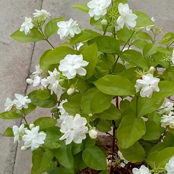 Ratrani_Mogra_Madhukamini_Combo_Pack_Of_3_Full_Year_Flowering_Fragrant_Plants_Default_Title