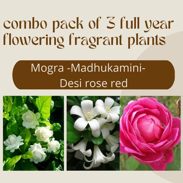 Mogra_Madhukamini_And_Desi_Red_Rose_Combo_Pack_Of_3_Full_Year_Flowering_Fragrant_Plants_Default_Title