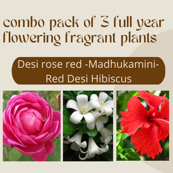 Desi_Red_Rose_Madhukamini_And_Red_Hibiscuss_Live_Plant_Combo_Pack_Of_3_Full_Year_Flowering_And_Fragrant_Plants_Default_Title