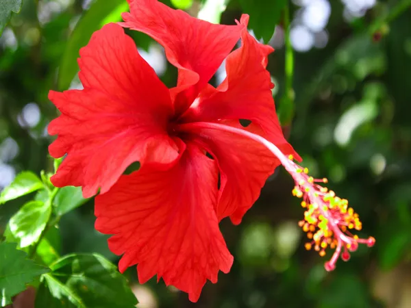 Desi_Red_Rose_Madhukamini_And_Red_Hibiscuss_Live_Plant_Combo_Pack_Of_3_Full_Year_Flowering_And_Fragrant_Plants_Default_Title