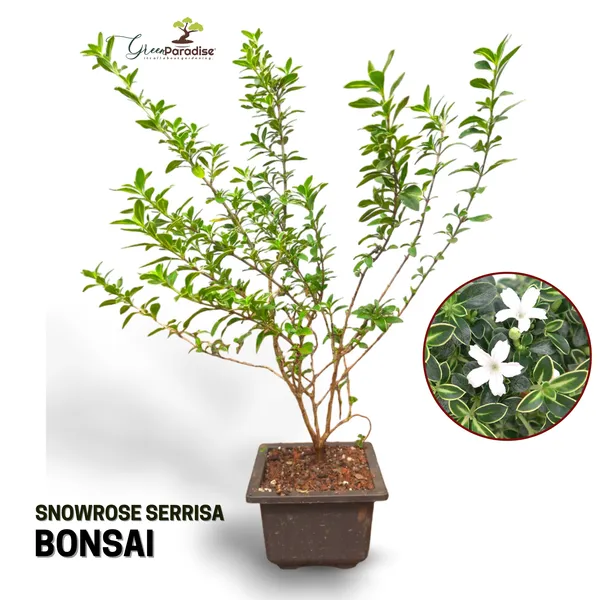 Snow_Rose_Serissa_Pre_Bonsai_Plant_With_Plastic_Pot_Default_Title