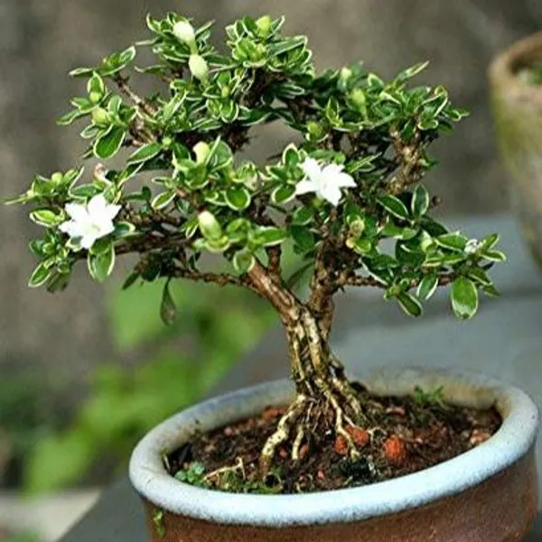 Snow_Rose_Serissa_Pre_Bonsai_Plant_With_Plastic_Pot_Default_Title