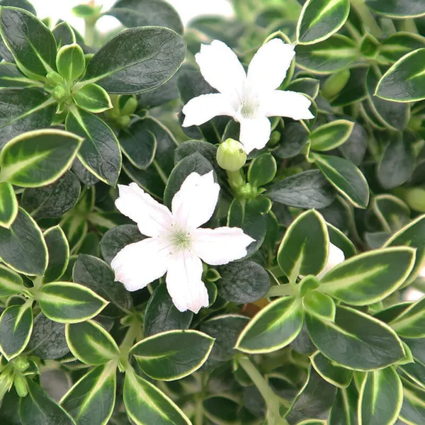 Snow_Rose_Serissa_Pre_Bonsai_Plant_With_Plastic_Pot_Default_Title
