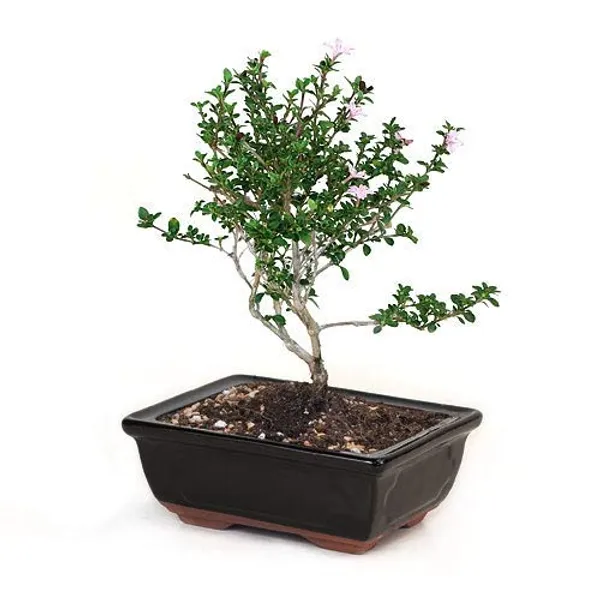 Snow_Rose_Serissa_Pre_Bonsai_Plant_With_Plastic_Pot_Default_Title