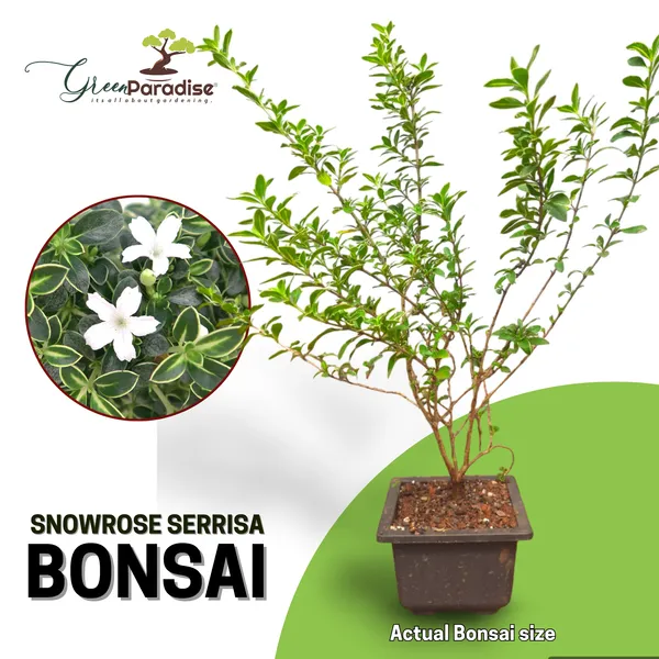 Snow_Rose_Serissa_Pre_Bonsai_Plant_With_Plastic_Pot_Default_Title