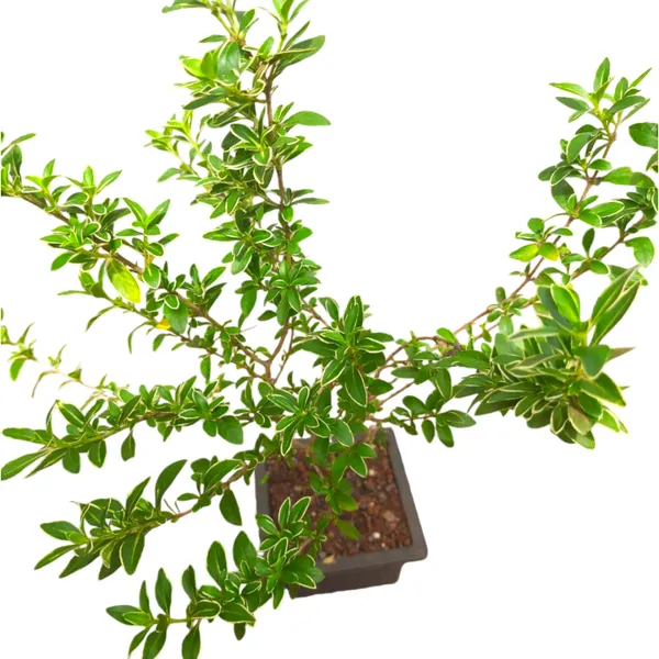 Snow_Rose_Serissa_Pre_Bonsai_Plant_With_Plastic_Pot_Default_Title