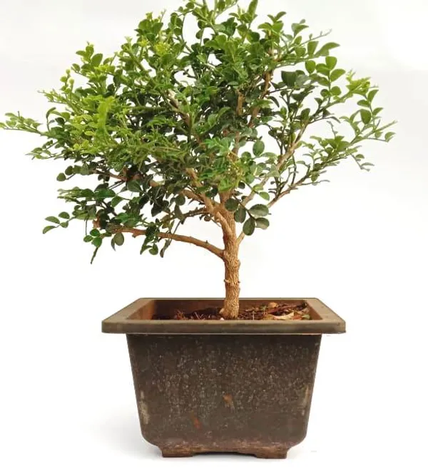 Bonsai_Mini_Murraya_Bonsai_Flowering_Dwarf_Madhukamini_Bonsai_With_Pot_Default_Title