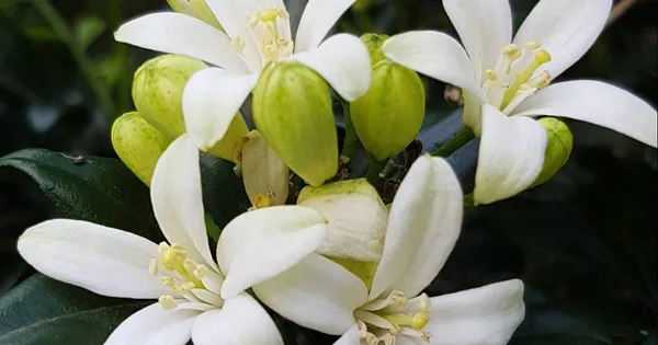 Bonsai_Mini_Murraya_Bonsai_Flowering_Dwarf_Madhukamini_Bonsai_With_Pot_Default_Title