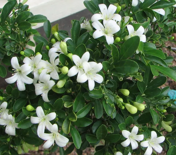 Bonsai_Mini_Murraya_Bonsai_Flowering_Dwarf_Madhukamini_Bonsai_With_Pot_Default_Title